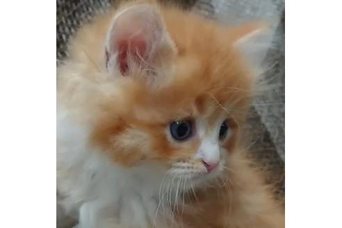 成約済の埼玉県のサイベリアン-13635の3枚目